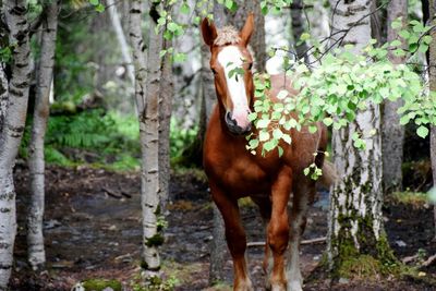 Horse standing on tree trunk