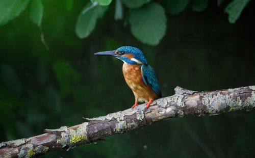 Close-up of bird perching on branch