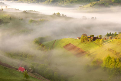 Scenic view of trees on field against sky