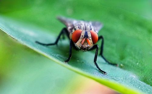 Close-up of spider