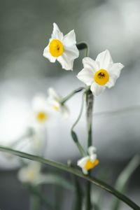 Close-up of white yellow flower