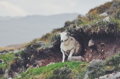 Close-up of cat standing on rock against sky