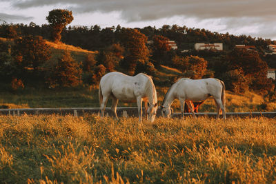 Two white horses grazing on the meadow against the background of the village at sunset.