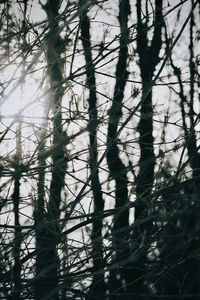 Full frame shot of trees on field