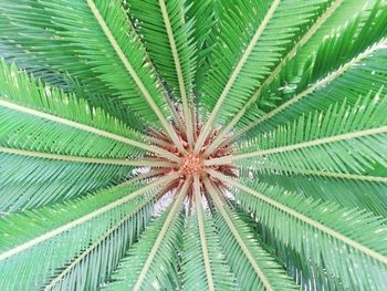 Full frame shot of palm tree