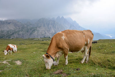 Cows grazing in a field