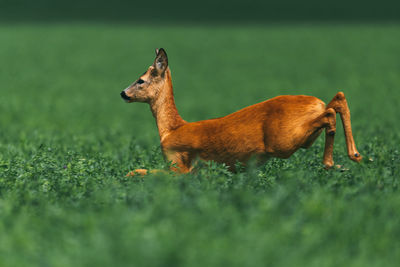 Dynamic action photo of wild animal running. 