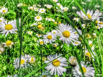 Close-up of white daisy flowers on field