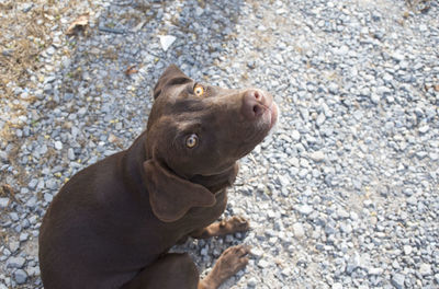 Close-up of dog