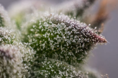 Close-up of frozen flowering plant