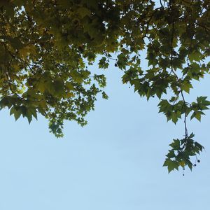 Low angle view of trees