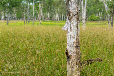 Tree trunk on field