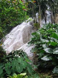 View of waterfall in forest