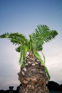 Low angle view of palm tree against sky