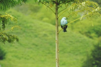 Bird perching on tree trunk