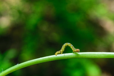 Close-up of insect on leaf