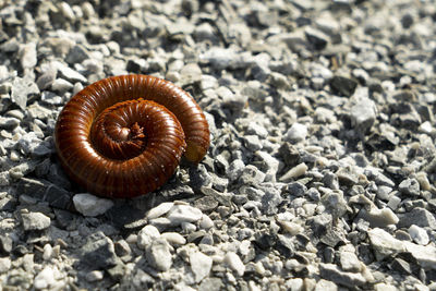 Close-up of snail on land