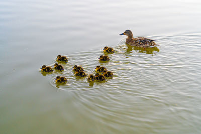 Close up lowlevel water view of female mallard with two-week-old chicks ducklings on reflective lake