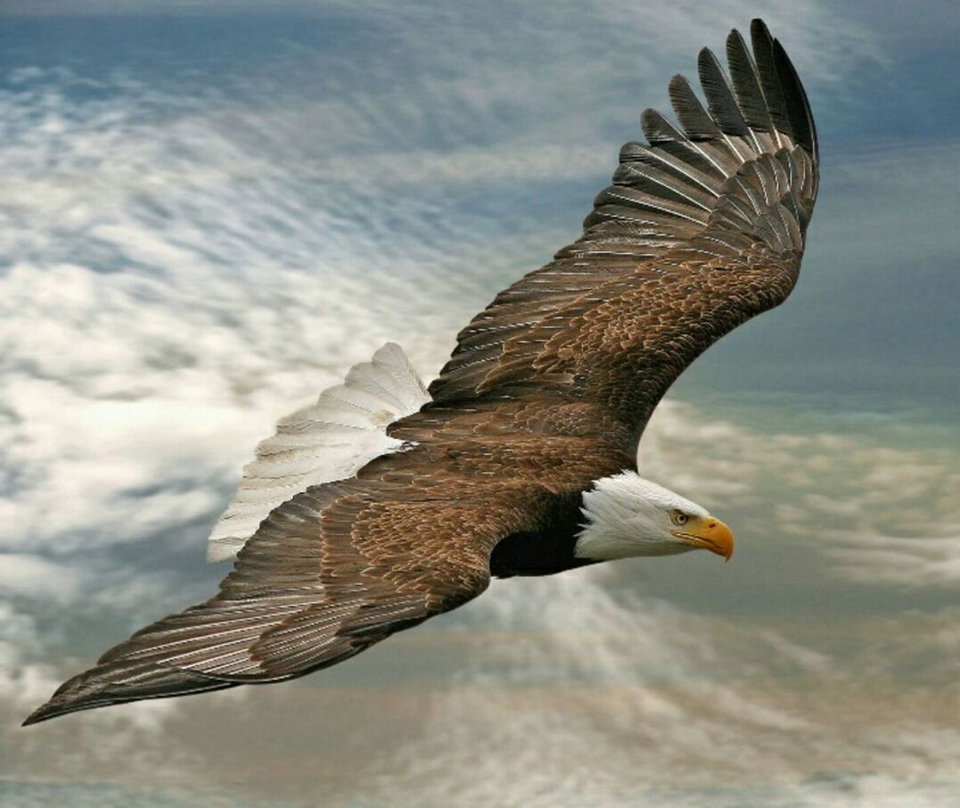 bird, animals in the wild, animal themes, spread wings, flying, one animal, wildlife, sky, low angle view, mid-air, animal wing, seagull, nature, cloud - sky, full length, perching, day, outdoors, beauty in nature, focus on foreground