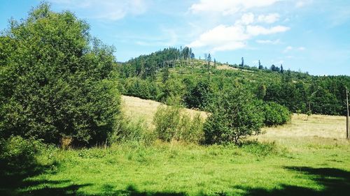 Plants growing on land against sky