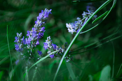 Close-up of purple flowering plants on field