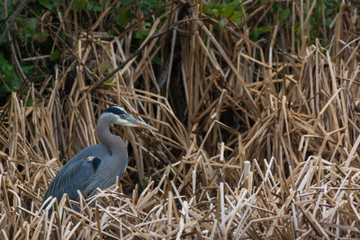 Close-up of gray heron perching on grass