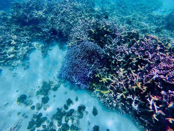 View of coral swimming underwater