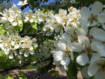 Close-up of white cherry blossoms in spring