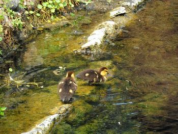 High angle view of ducks swimming in lake