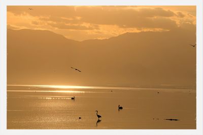 Birds flying over sea