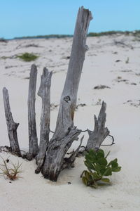 Close-up of driftwood on tree trunk at beach