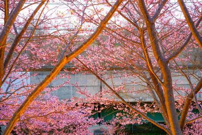 Low angle view of pink flowering tree