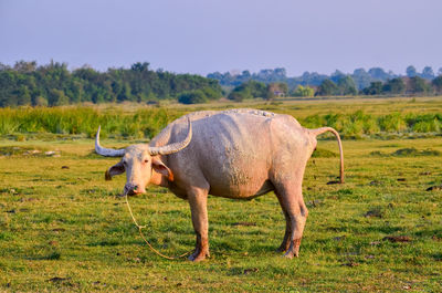 Horse standing on field against sky