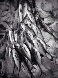 Full frame shot of fish for sale in market