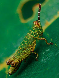 Close-up of insect on sea