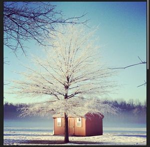 Bare trees on snow covered field