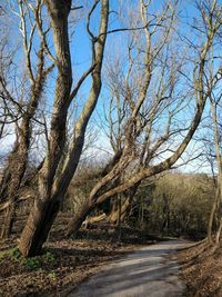 Road amidst bare trees against clear sky