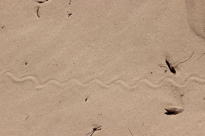 High angle view of snake prints on sand