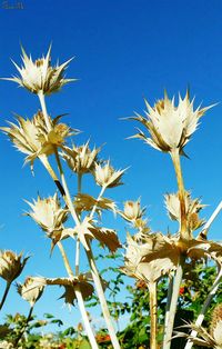 Low angle view of flowers against clear blue sky