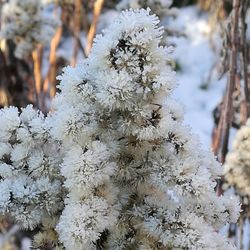 Close-up of snow on tree