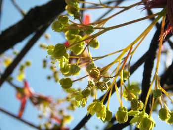 Low angle view of flowering plant