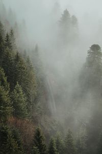 Pine trees in forest during foggy weather