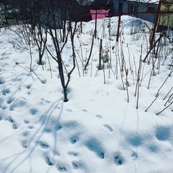 Snow covered trees on field