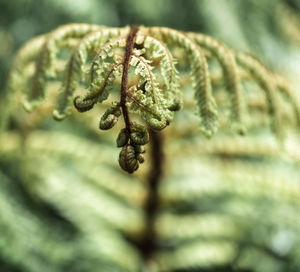 Close-up of pine cones