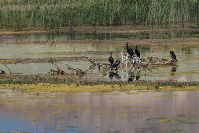 View of birds in lake