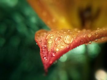 Close-up of water drops on flower petal