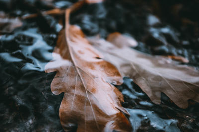 Close-up of dried autumn leaves on land