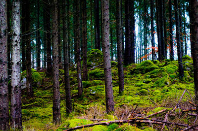 Trees growing in forest