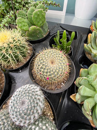 High angle view of potted plants