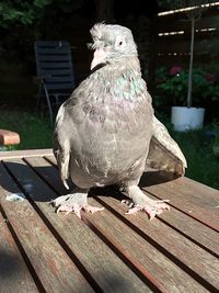 Close-up of bird perching on wood